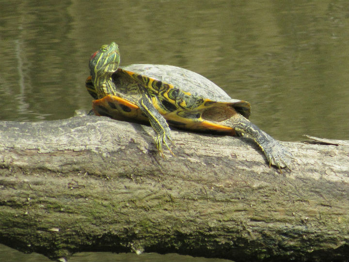 Red-ear Slider